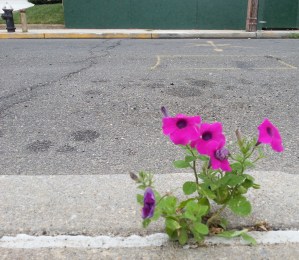 When the world is mostly concrete, it's pleasant to see how color and vitality breaks through. That's the love of Jesus.