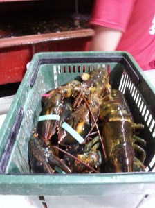 At least, there is one place to get fresh lobster in New York. ( Jordan's Lobster Dock in Sheepshead Bay, July 22).