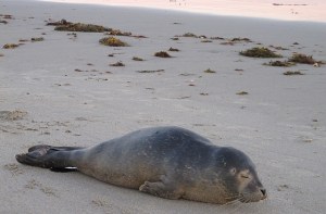 This baby seal climbed onto the beach behind the Marie Joseph Spiritual Center in Beddeford, Maine, on Aug. 27, 2015. It eventually swam off later that night.