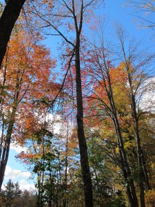 Trees near the Most Holy Trinity Monastery outside Petersham, Mass.